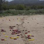 A trail of shells all over the site 